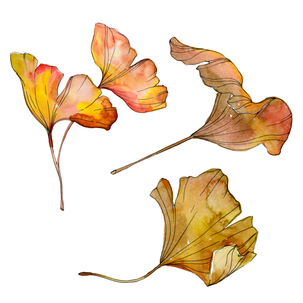 緑黄色いイチョウ葉。葉植物植物園紅葉。水彩画背景イラスト セット。水彩描画のファッション aquarelle 分離します。孤立したイチョウの図要素. - 写真・画像