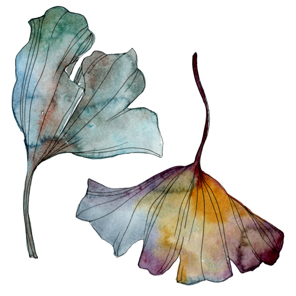 Ginkgo biloba leaf. Leaf plant botanical garden floral foliage. Watercolor background illustration set. Watercolour drawing fashion aquarelle isolated. Isolated ginkgo illustration element. - 写真・画像