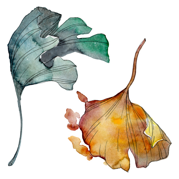 Ginkgo biloba φύλλα. Φύλλο φυτού Βοτανικός Κήπος floral φύλλωμα. Ακουαρέλα φόντο εικόνα σύνολο. Ακουαρέλα σχεδίασης μόδας aquarelle απομονωμένη. Απομονωμένη ginkgo εικονογράφηση στοιχείο. - Φωτογραφία, εικόνα