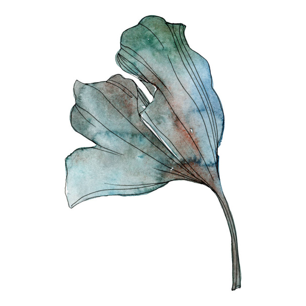 Ginkgo biloba leaf. Leaf plant botanical garden floral foliage. Watercolor background illustration set. Watercolour drawing fashion aquarelle isolated. Isolated ginkgo illustration element. - Foto, afbeelding