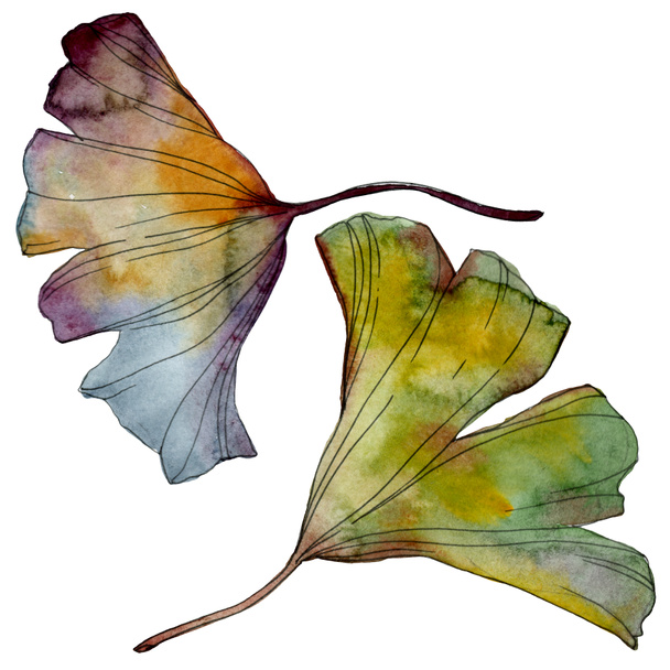 Ginkgo biloba leaf. Leaf plant botanical garden floral foliage. Watercolor background illustration set. Watercolour drawing fashion aquarelle isolated. Isolated ginkgo illustration element. - Fotó, kép