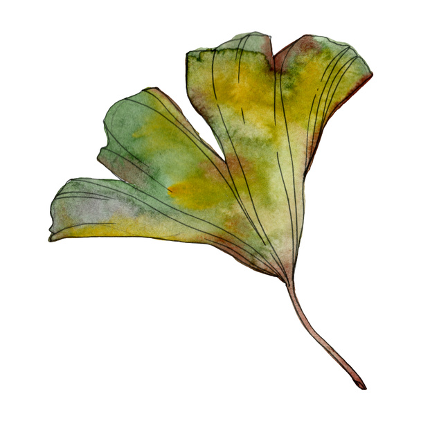 Ginkgo biloba leaf. Leaf plant botanical garden floral foliage. Watercolor background illustration set. Watercolour drawing fashion aquarelle isolated. Isolated ginkgo illustration element. - Фото, зображення