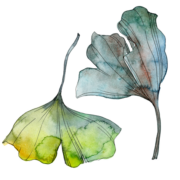 イチョウ葉 葉植物植物園花葉 水彩画背景イラスト セット 水彩描画のファッション Aquarelle 分離します 孤立したイチョウの図要素 ロイヤリティフリー写真 画像素材