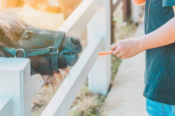 Boy feeding horse in his farm through a white wooden fence. - Photo, Image