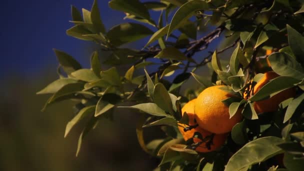 Albero arancione in del Sud Europa. Paesaggio urbano con alberi di arancio - Filmati, video