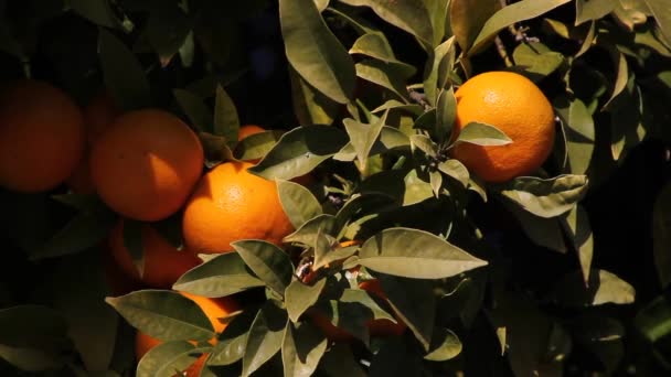 Orangenbaum in Südeuropa. Stadtbild mit Orangenbäumen - Filmmaterial, Video