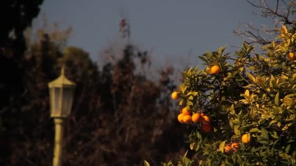 Güney Avrupa'nın portakal ağacı. Cityscape portakal ağaçları ile - Video, Çekim
