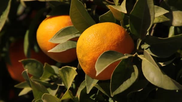 Pomarańczowe drzewa w południowej Europie. Gród z drzewa pomarańczowe - Materiał filmowy, wideo