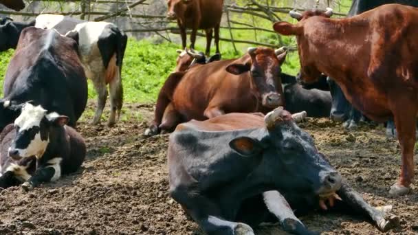 Αγελάδα ταύρος ζώο σε φυσικές συνθήκες - Πλάνα, βίντεο