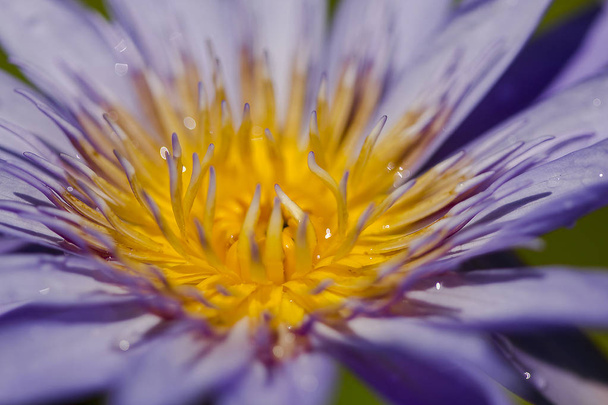 Nelumbo nucifera Gaertn имеет фиолетовые цветы цветут
. - Фото, изображение