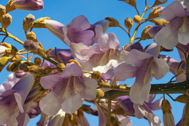 Frühling. Blumen von paulownia tomentosa Baum gegen blauen Himmel - Foto, Bild