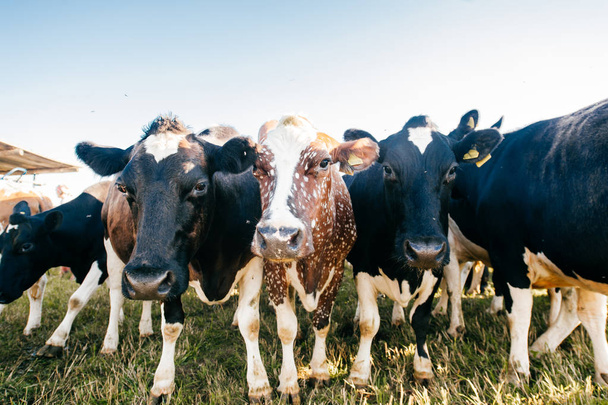 vue rapprochée du troupeau de vaches sur le champ dans les pâturages des montagnes des Carpates
 - Photo, image