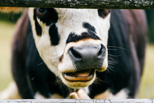 zblízka pohled kráva na hřišti na pastviny v Karpatských horách vysoké - Fotografie, Obrázek