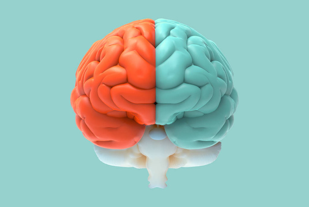 3D απεικόνιση απόδοσης εγκεφάλου στο μέτωπο προβολή με αριστερά και δεξιά έννοια, λειτουργία και δραστηριότητα, απομονώνονται σε παστέλ χρώμα φόντου με διαδρομή αποκοπής για πεθαίνουν αποκοπή για χρήση σε οποιοδήποτε σκηνικό - Φωτογραφία, εικόνα