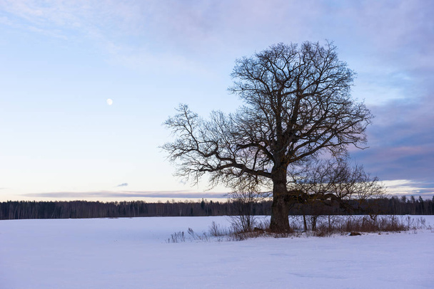 Большое и старое дерево на заснеженном поле в сельской местности, во время заката. Луна в небе
. - Фото, изображение