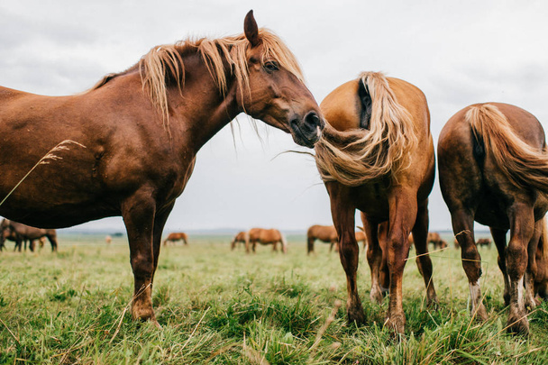 close up view of wild horses standing on field at pasture - Foto, afbeelding