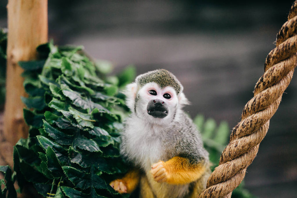close up view of funny little monkey in european zoo - Photo, image