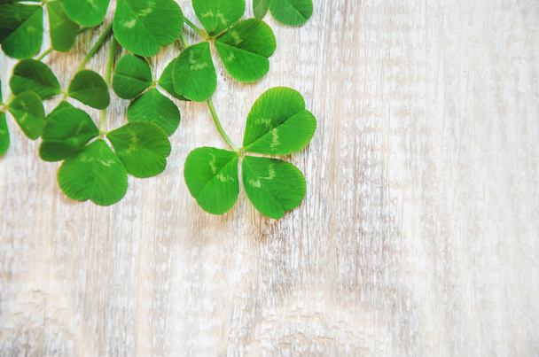 Clover leaf. Happy St. Patrick's Day. Selective focus nature - Photo, Image