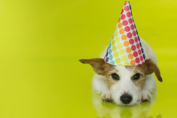 CUTE JACK RUSSELL DOG WEARING A COLORFUL PARTY HAT ISOLATED ON YELLOW BACKGROUND. BANNER SPACE FOR TEXT - Foto, Imagen