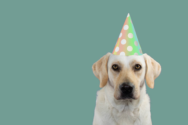 Schattige hond vieren een verjaardagsfeestje, Camera, het dragen van een hoed gekleurde Polka Dot kijken. Geïsoleerd tegen blauwe achtergrond. Kopiëren van ruimte. - Foto, afbeelding