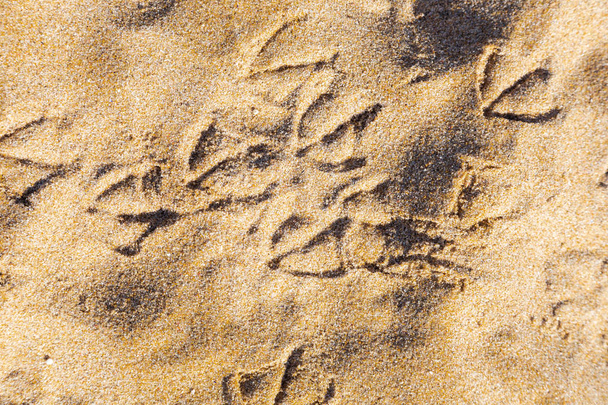 hiekassa olevan lintulokin jalanjälki
 - Valokuva, kuva