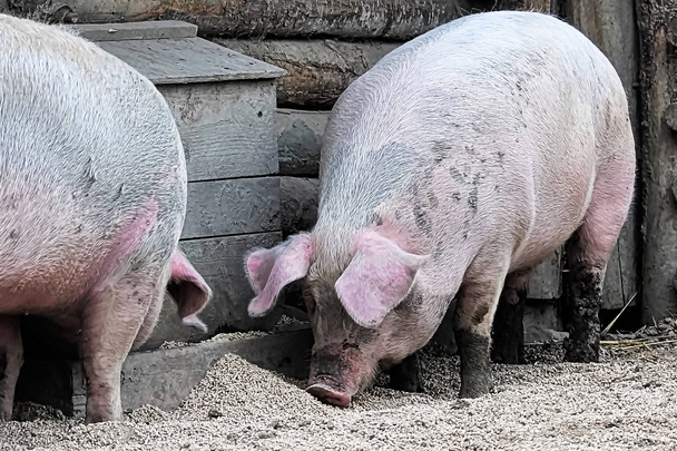 Deux porcs mangeant du grain sur le sol
 - Photo, image