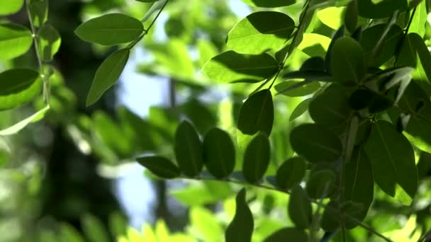 Gros plan de feuilles d'acacia fond vert avec le soleil. Nature, fraîcheur avec vent lent un bokeh
 - Séquence, vidéo