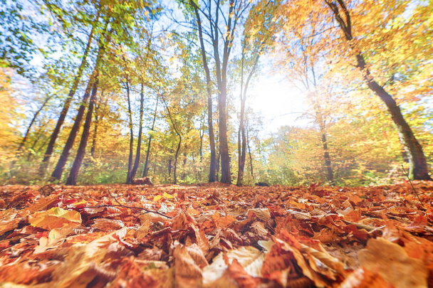 Beautiful forest in autumn colors - Fotografie, Obrázek