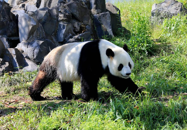 A giant panda wanders to enjoy the sun at the Giant Panda Ecological Park in Xiuning county, Huangshan city, east China's Anhui province, 18 April 2016. - Photo, Image