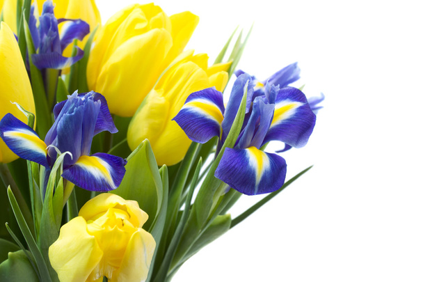 Spring flowers - Photo, image
