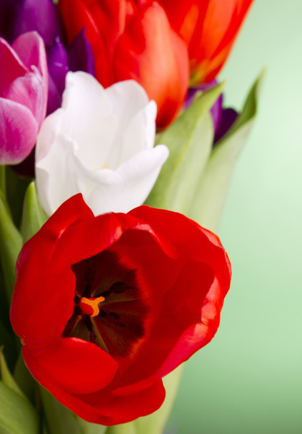 Beautiful multicolored tulips - Fotó, kép