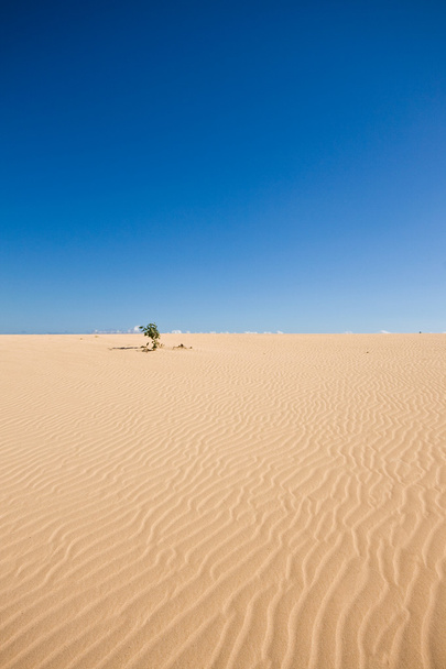 Lonely tree in the desert dunes - Photo, Image