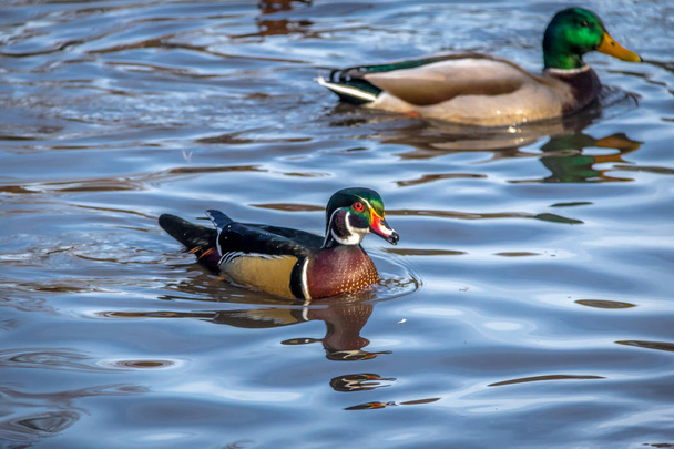 Male wood duck swimming in a pond of High Park - Toronto, Ontari - Photo, Image