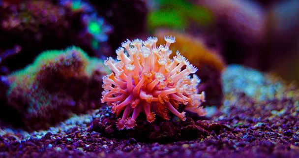 Goniopora the flowerpot lps coral in reef aquarium tank  - Photo, image