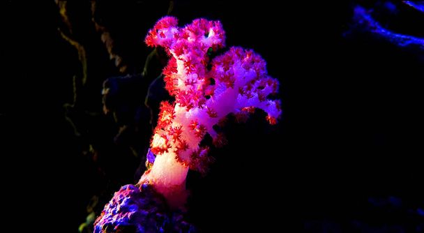 Carnation Tree Coral (Dendronephthya sp.) - Фото, изображение