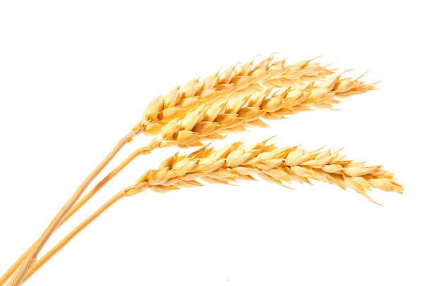 organic grain,gluten free,ears of wheat  isolated on a white background - Photo, Image