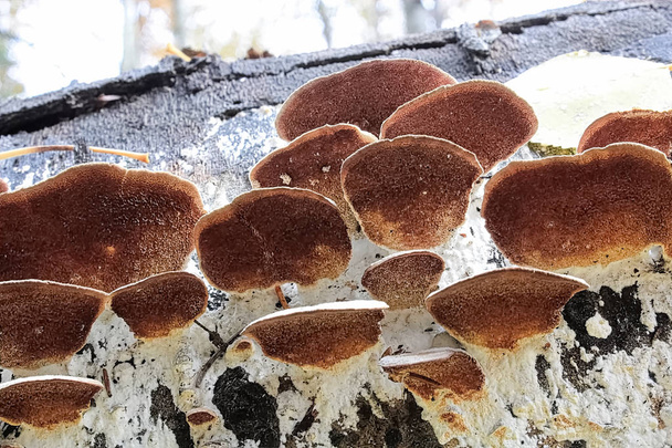 Ruskea alapuolella kiinnike sieniä rungossa - Valokuva, kuva