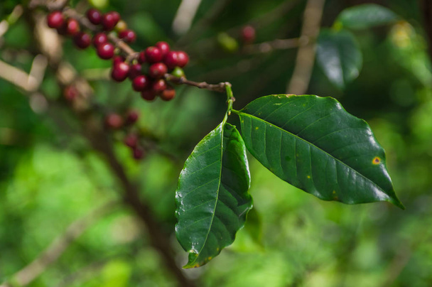 Leaves of the coffee tree and red ripe coffee beans on tree in field for coffee background. - Fotó, kép