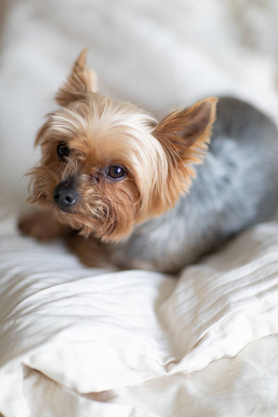 Close up view of cute little yorkshire terrier lying on bed.  Little dog looks clever and sad eyes. Peoples best friend. Yorkshire Terrier. - Fotografie, Obrázek