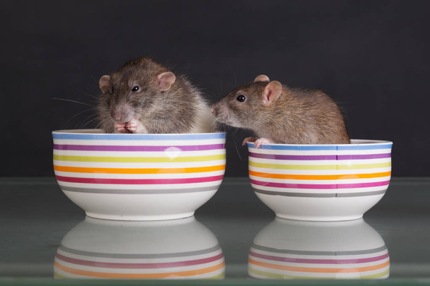 two domestic rats in plates on a glass table - Foto, Imagen