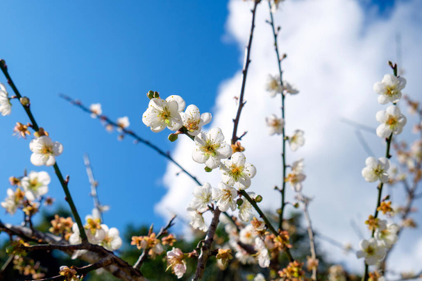 Китайська Слива, японський абрикос, Блум Біла квітка, красивий на гілці - Фото, зображення