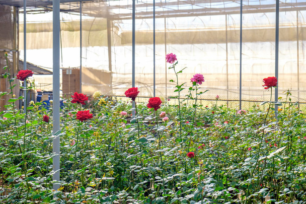 Τριαντάφυλλα Βάτος, Κήπος στο φυτώριο - Φωτογραφία, εικόνα