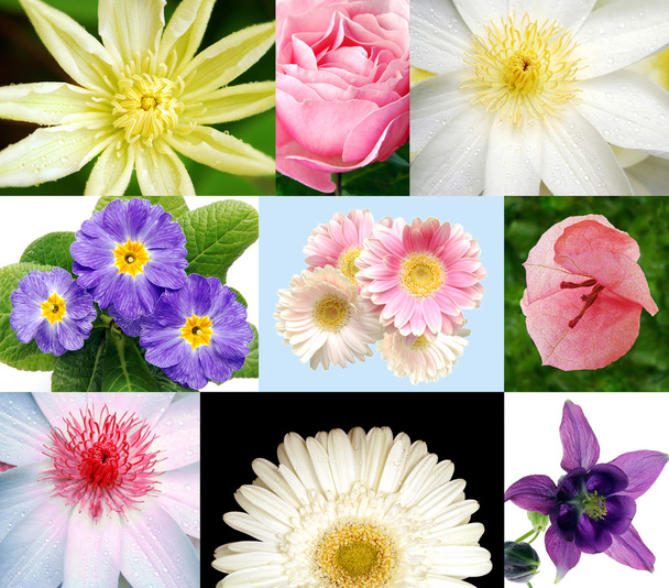 Coleção de flores
 - Foto, Imagem