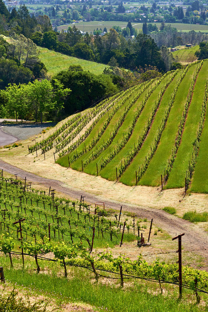 Ландшафт виноградников в Калифорнии, США
 - Фото, изображение