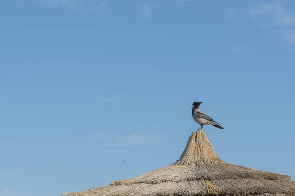 um corvo sentado no telhado da casa. Corvo no telhado de palha
 - Foto, Imagem