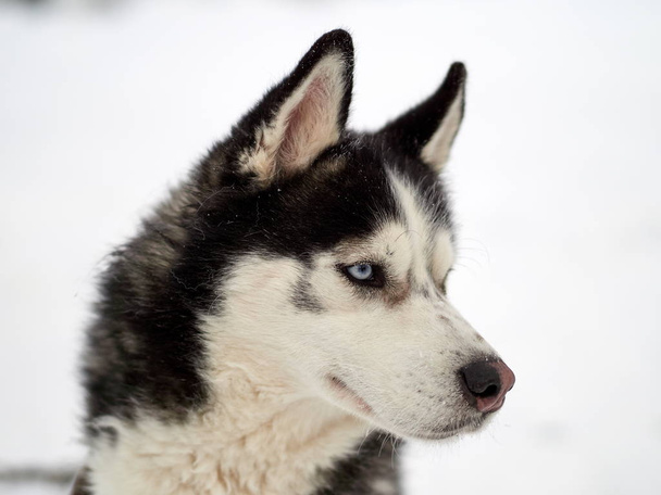 Siberian Husky dog portrait outdoor in winter - Valokuva, kuva