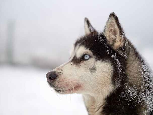 Siberian Husky dog portrait outdoor in winter - Φωτογραφία, εικόνα
