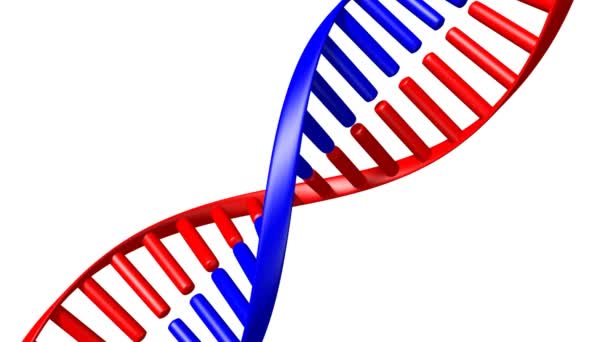 3D czerwony i niebieski łańcuch DNA/kod DNA, białe tło-idealne na tematy takie jak nauka, Genetyka, medycyna, biotechnologia itp. - Materiał filmowy, wideo
