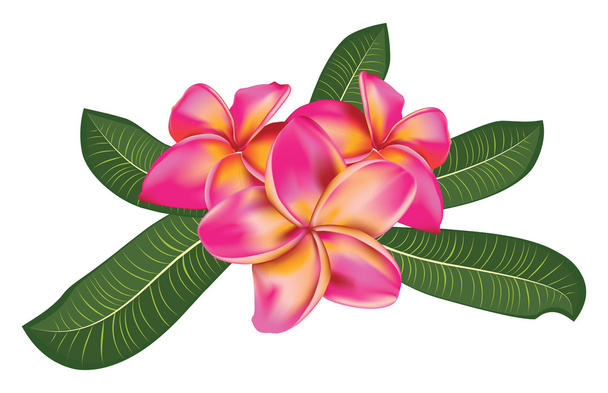 Pink plumeria with leaves - Vector, Image