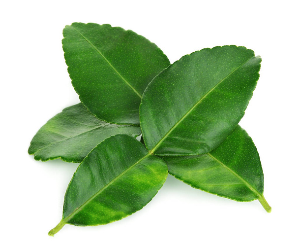 bergamot leaf isolated on white background - 写真・画像